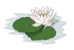 Water-lily-final