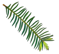 Yew