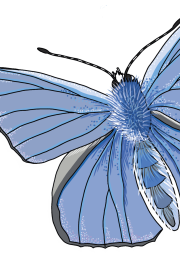 Adonis-Blue