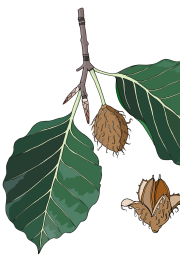 Beech