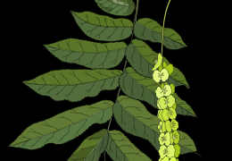 Caucasian-wingnut