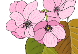 Cherry-blossom