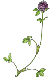 Clover-1