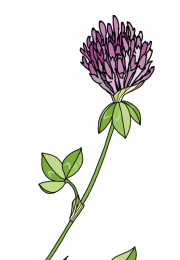 Clover-2