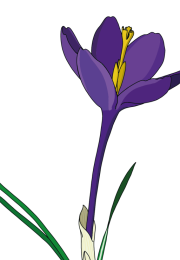 Crocus-1