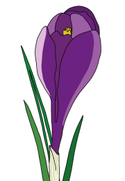 Crocus-2