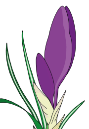 Crocus-3