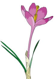 Crocus-4