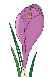 Crocus-5