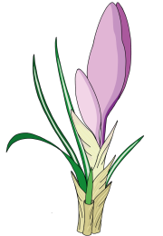 Crocus-6