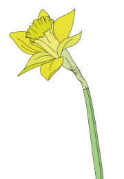 Daffodil-1