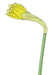 Daffodil-2