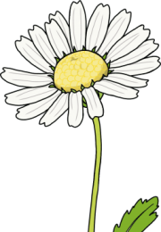 Daisy-1