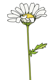 Daisy-2