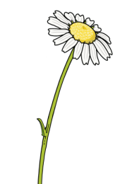 Daisy-3