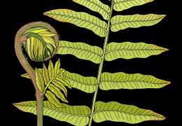 Fern