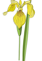 Flag-iris-final