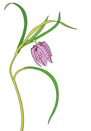Fritillaria-2