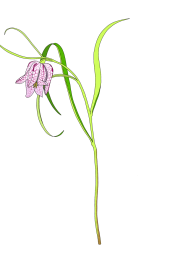 Fritillaria
