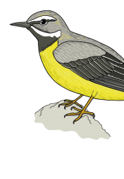 Grey-Wagtail-Final