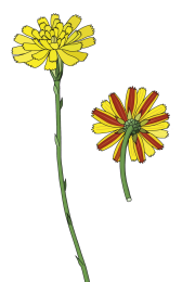Hawkweed-final