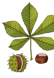 Horse-chestnut-final-