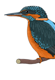 Kingfisher-final