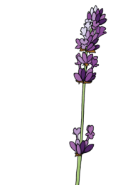 Lavender-1