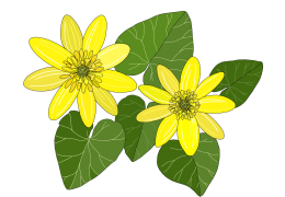 Lesser-celandine