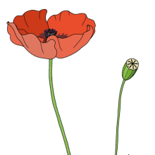 Poppy-1