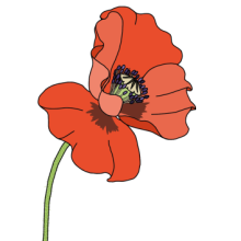 Poppy-3