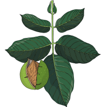 Walnut-final