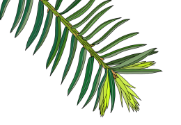 Yew