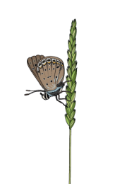 grass-and-butterfly1
