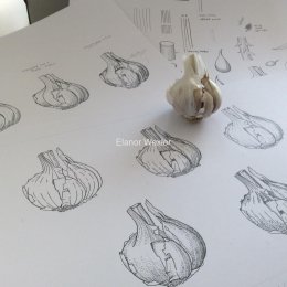 Pen-and-Ink-Garlic-Studies