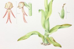 Man-orchid-3