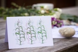Sweetcorn fields card
