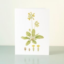 YORC_1_Cowslip