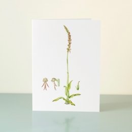 YORC_2_Man-Orchid