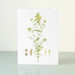 YORC_3_YellowRattle