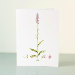 YORC_4_Common-Spotted-Orchid