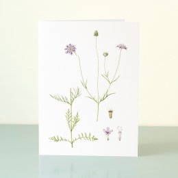 YORC_5_Small-Scabious