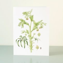 YORC_6_Stinking-Hellebore